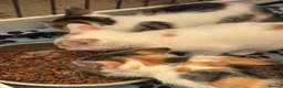 Mixed Breed cats for sale: Kittens mixed litter - Advert 4