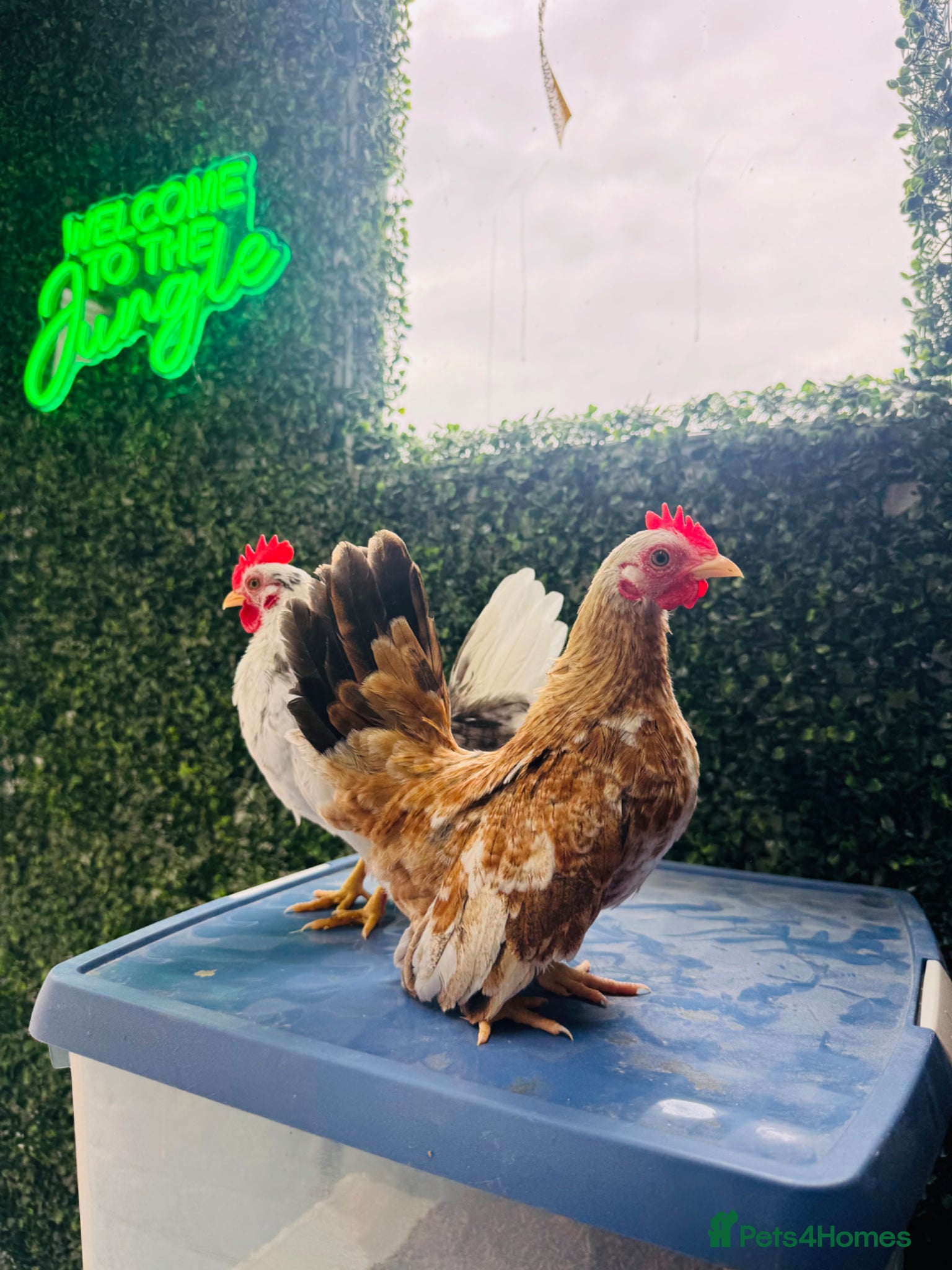 Chickens poultry for sale: ***The Worlds smallest—Serama Bantams*** - Advert 1