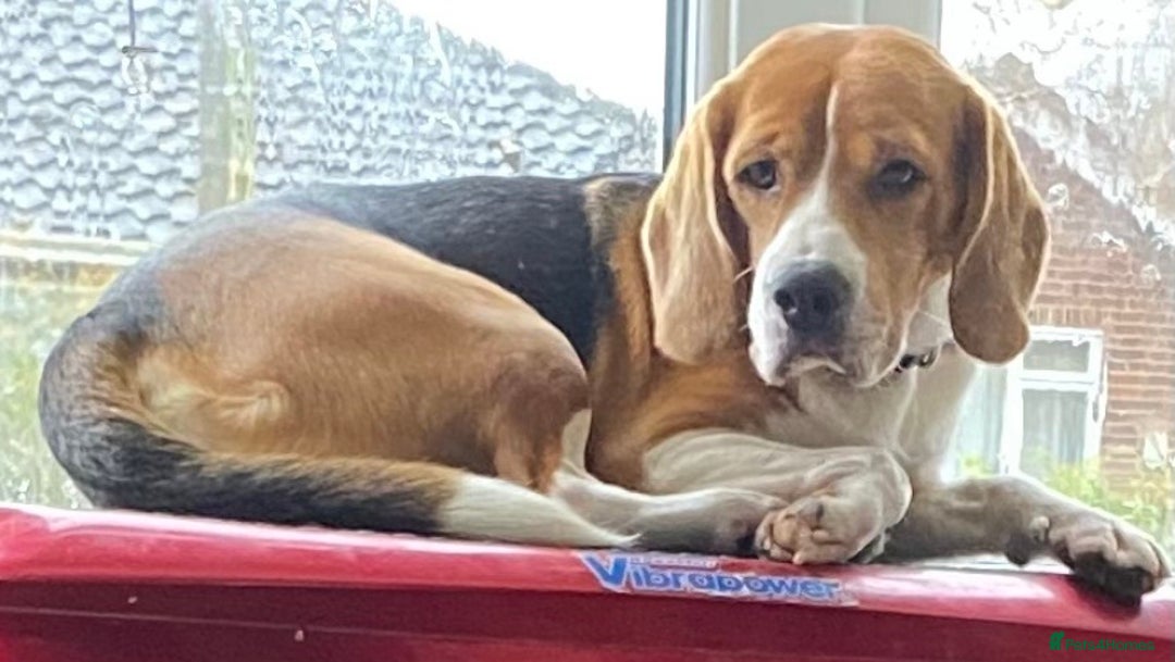 Beagle dogs for stud: KC registered Beagle stud in West Malling - Image 4