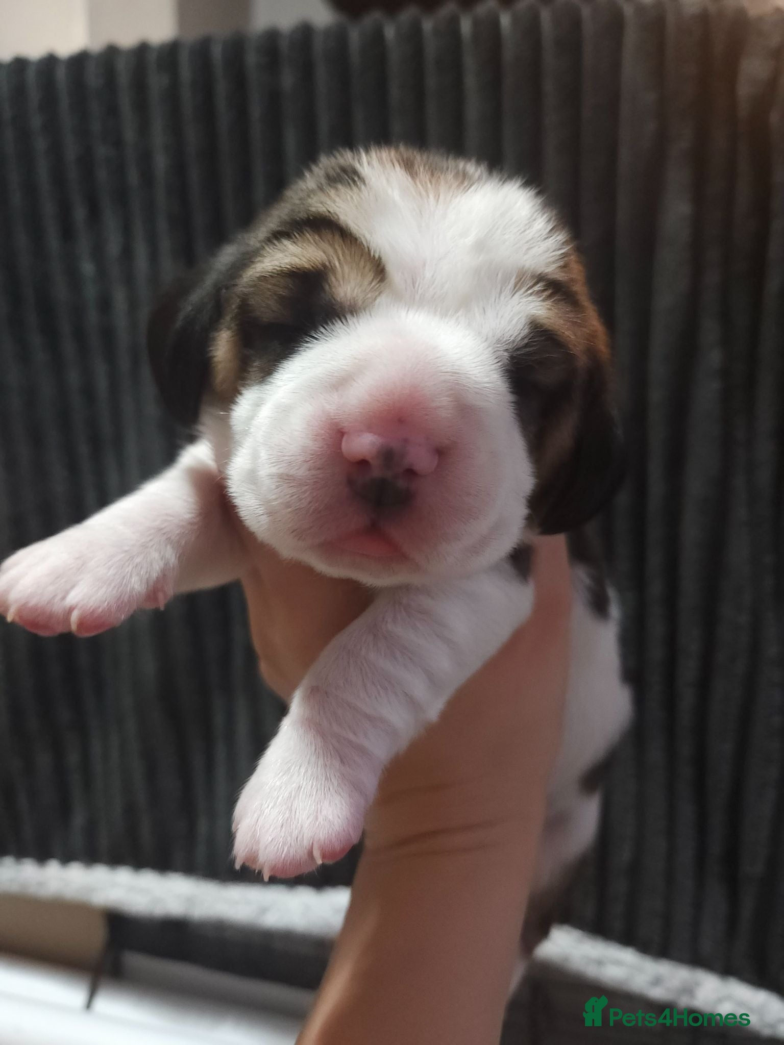 Beagle dogs KC Reg Beagle puppies Champions generation - Advert 15