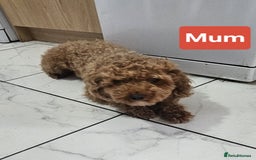Cavapoo dogs for sale: Miniature cavapoo  - Image 12