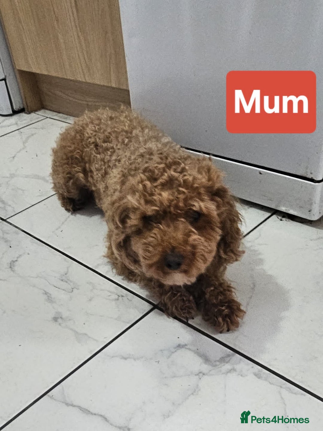 Cavapoo dogs for sale: Miniature cavapoo  - Image 12