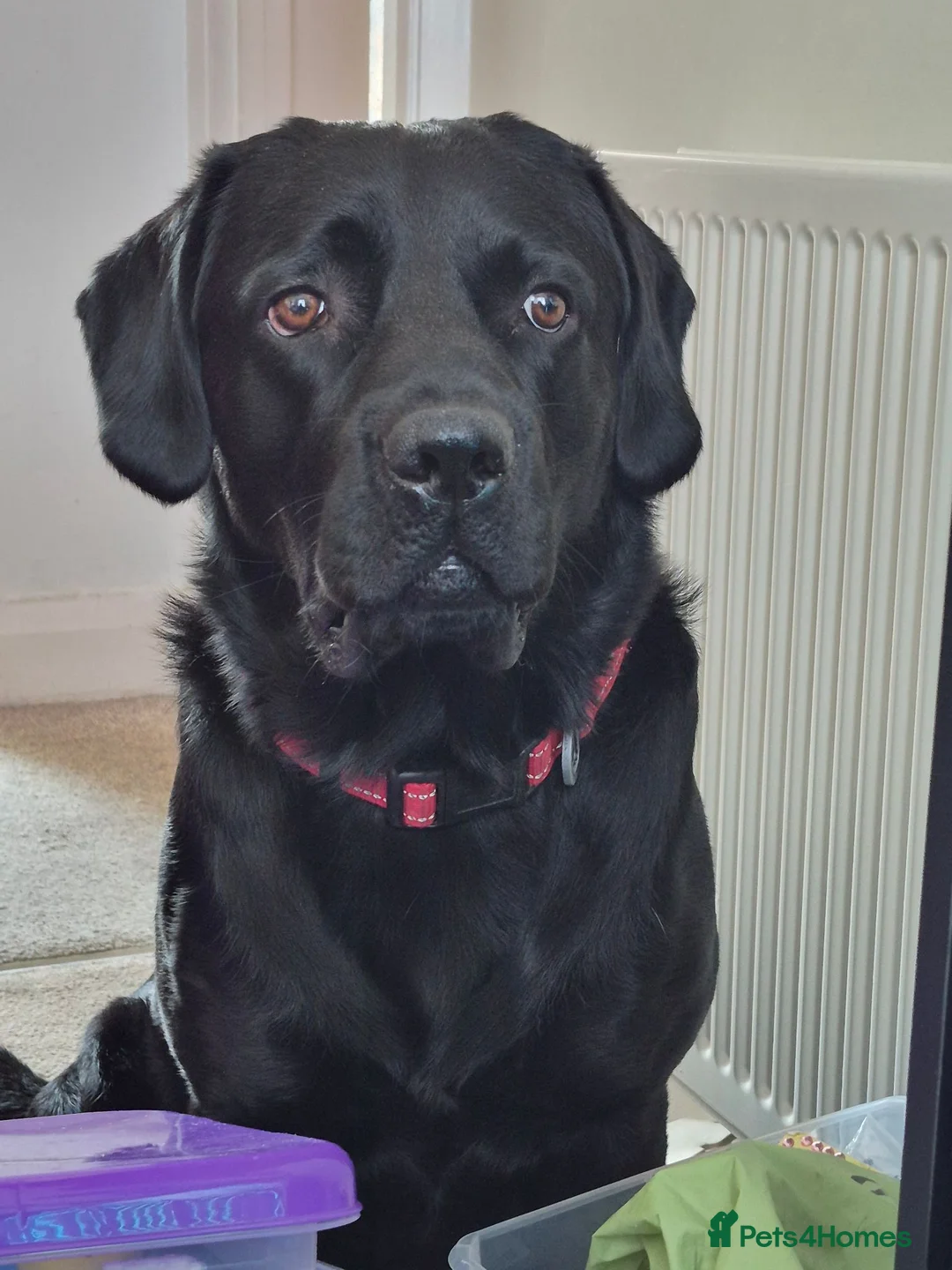 Labrador Retriever dogs for sale: Our Lab Milo in Aberystwyth - Advert 7