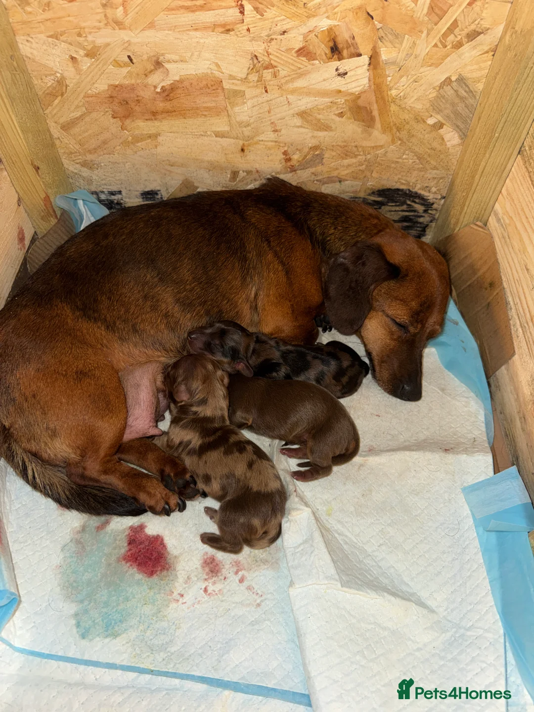 Dachshund dogs for sale: miniature Longhaired dappled dachshund puppies  - Advert 1