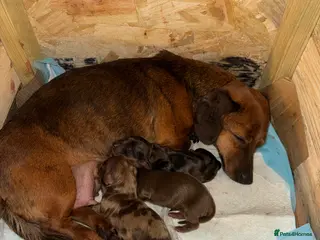 Dachshund dogs miniature Longhaired dappled dachshund puppies - Advert 1