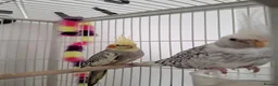 Cockatiels birds for sale: Selling two cocktails with cage. Open to offers - Advert 2