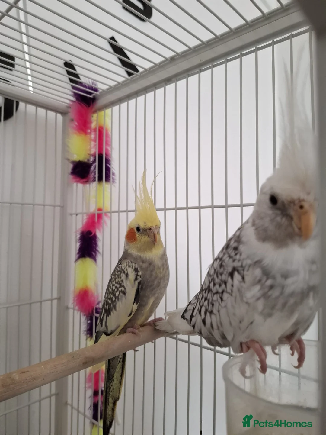 Cockatiels birds for sale: Selling two cocktails with cage. Open to offers - Advert 2