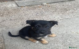 Mixed Breed dogs for sale: Ready for new loving homes now - Image 15