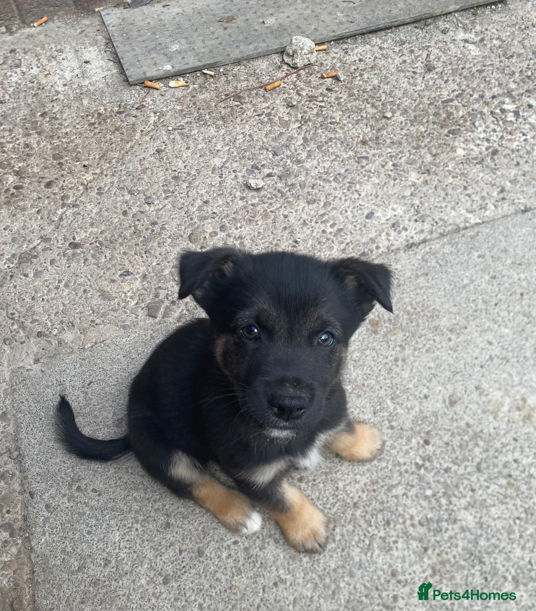 Mixed Breed dogs for sale: Ready for new loving homes now - Image 15