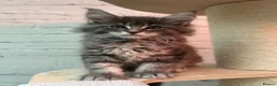 Maine Coon cats for sale: TICA Registered Maine Coon Kittens Available  in Sutton - Advert 33