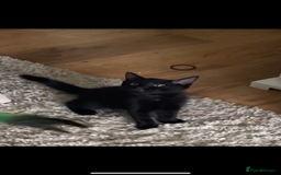Mixed Breed cats for sale: Two cute black kittens  - Image 3