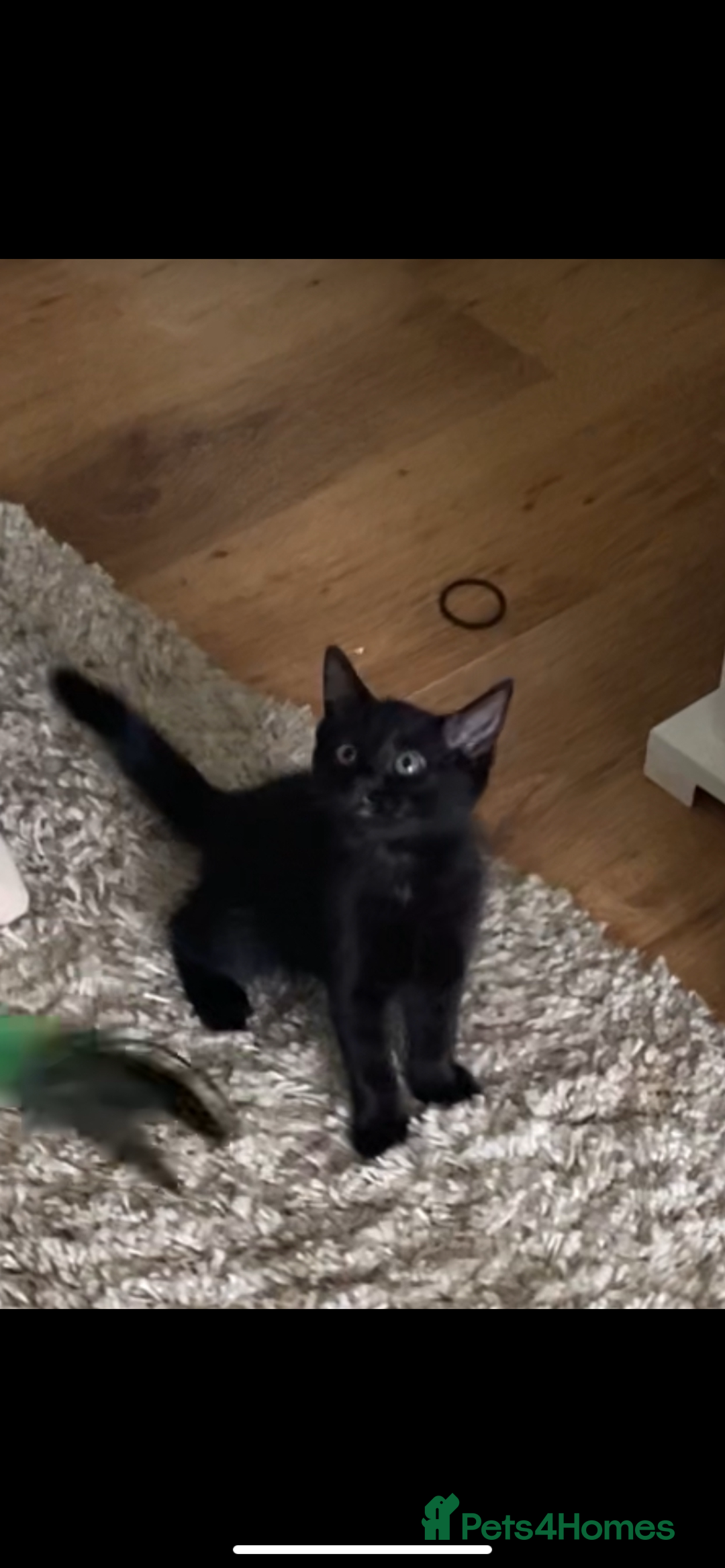 Mixed Breed cats for sale: Two cute black kittens  - Image 3