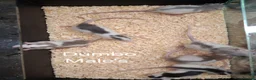 Rat rodents for sale: Baby Dumbo Rat's available, Males & Females  - Advert 15