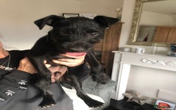 Patterdale Terrier dogs for sale: 19 week old patterdale - Image 3