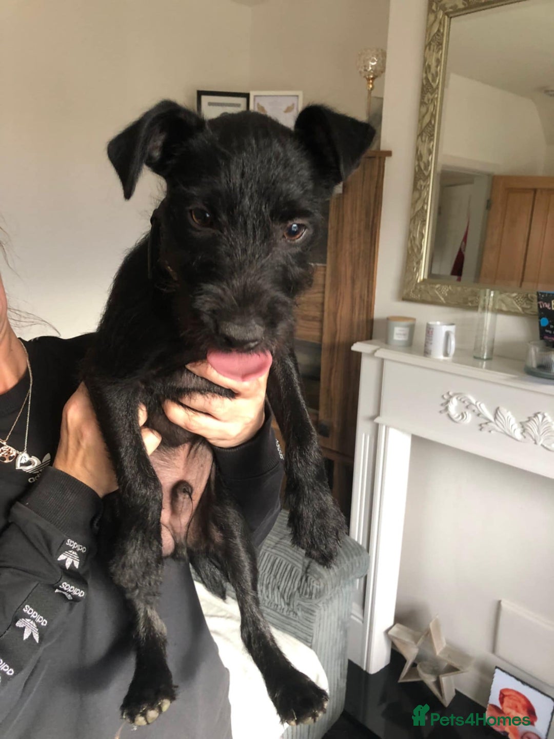 Patterdale Terrier dogs for sale: 19 week old patterdale - Image 3