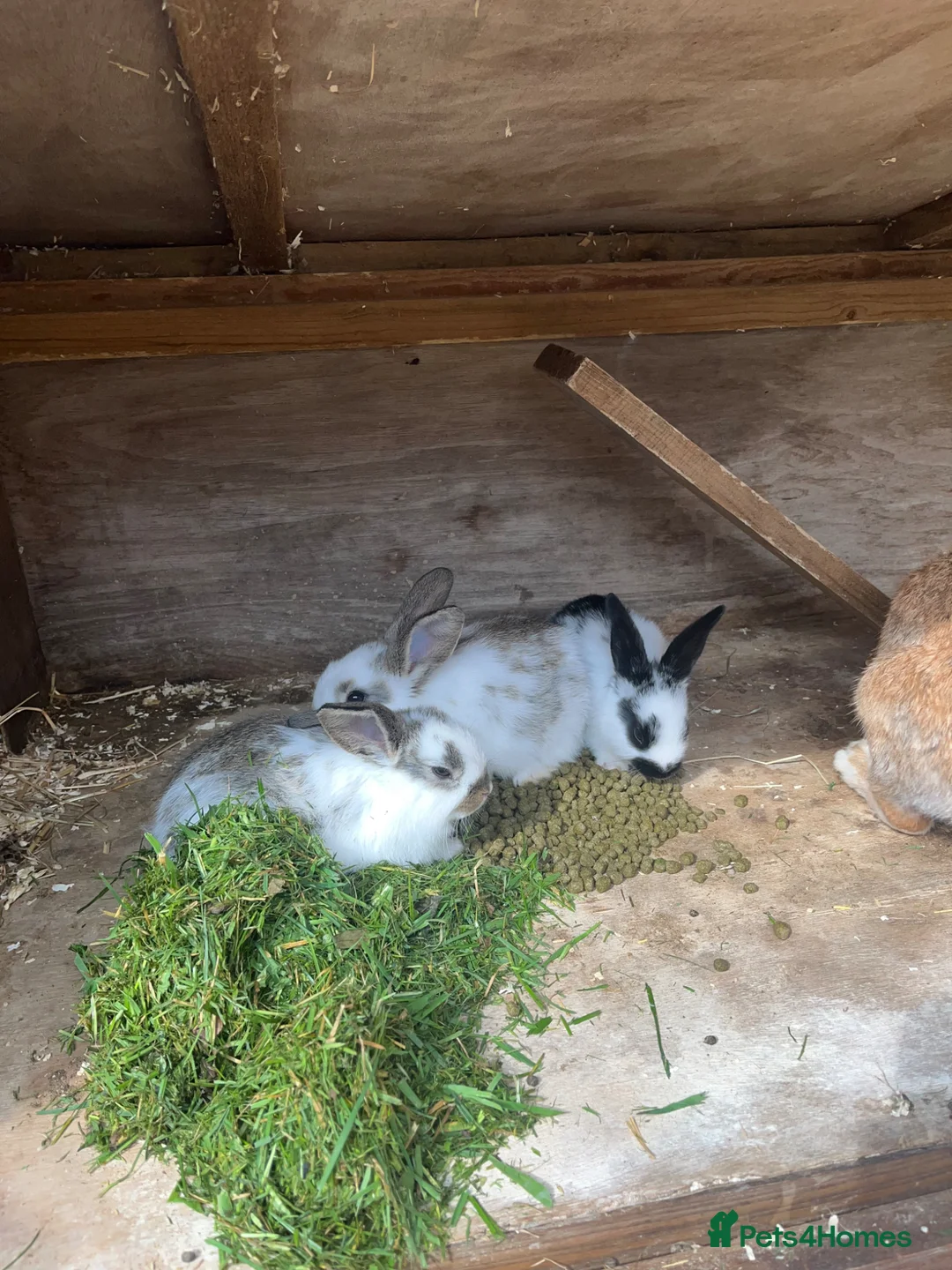 French Lop rabbits for sale: Rabbits  - Advert 11