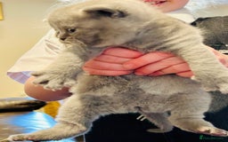 British Shorthair cats for sale: GCCF BSH Beautiful Kitten - 1 blue male  - Image 13