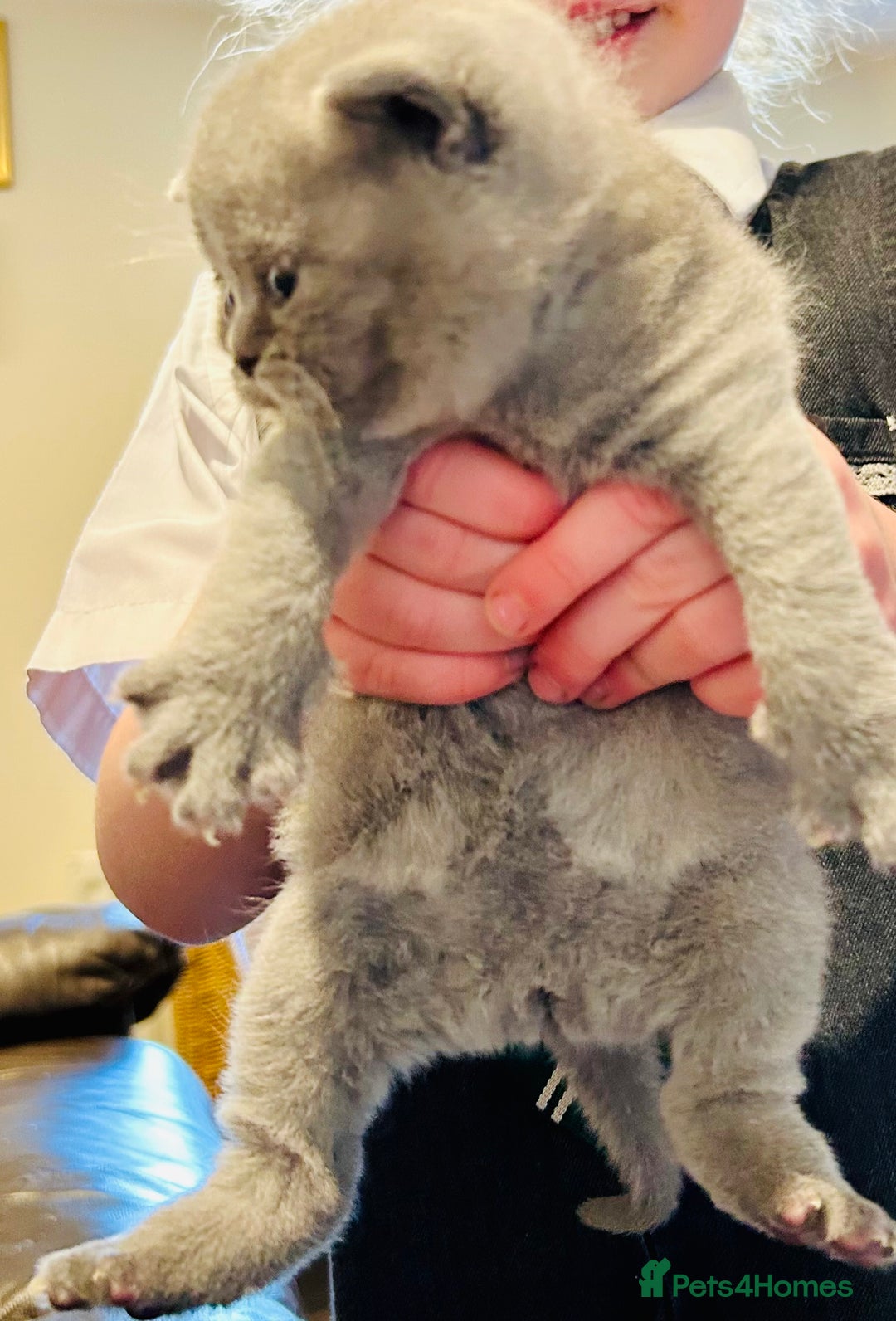 British Shorthair cats for sale: GCCF BSH Beautiful Kitten - 1 blue male  - Image 13