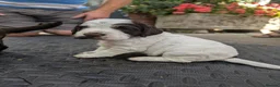 Cocker Spaniel dogs for sale: KC Excellent pedigree . Litter of 4 Handsome pups  - Advert 9