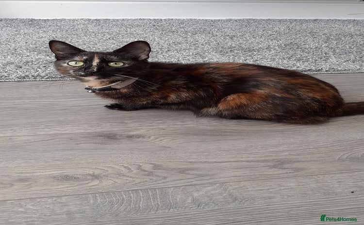 Mixed Breed cats - Advert 9