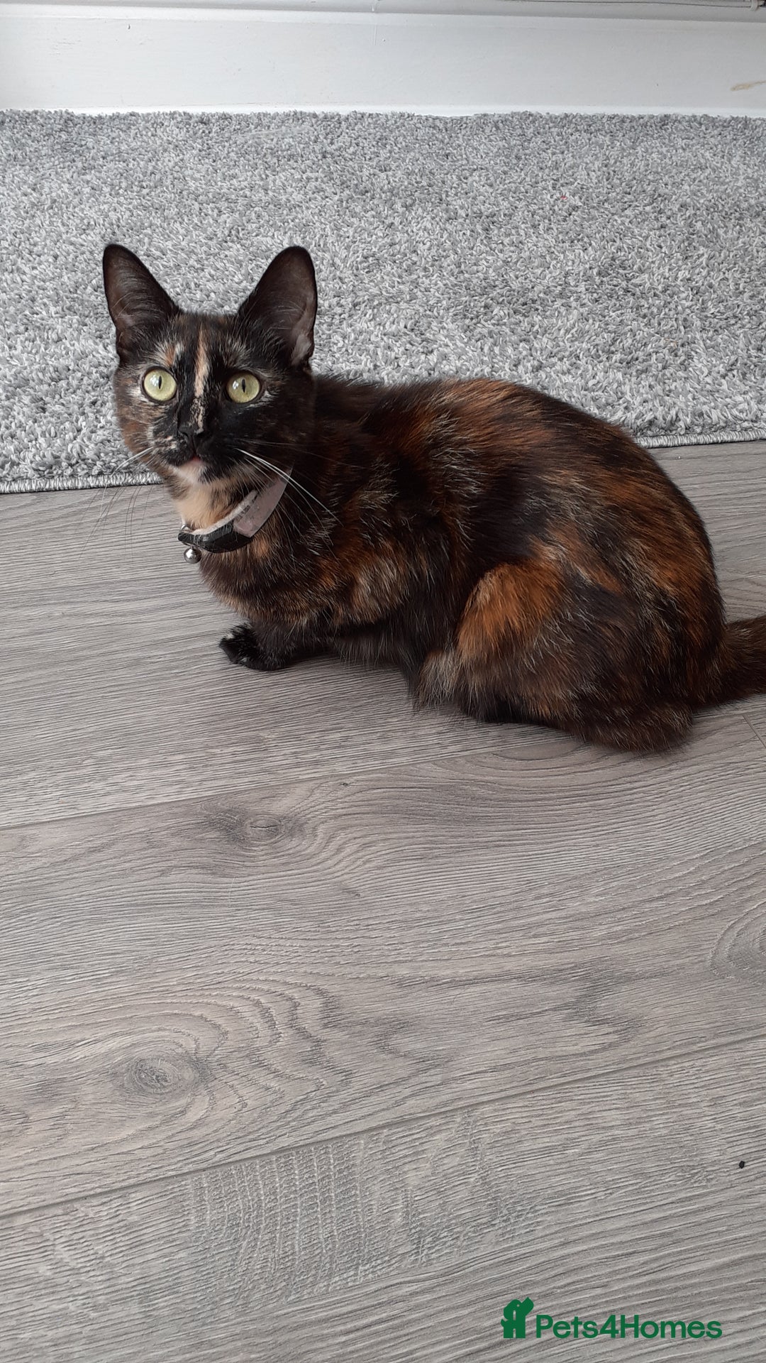 Mixed Breed cats for sale: New home needed  - Image 1