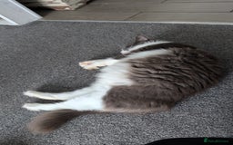 Maine Coon cats for sale: GCCF Maine Coon Cat for Sale – Loving Lap Cat - Image 4