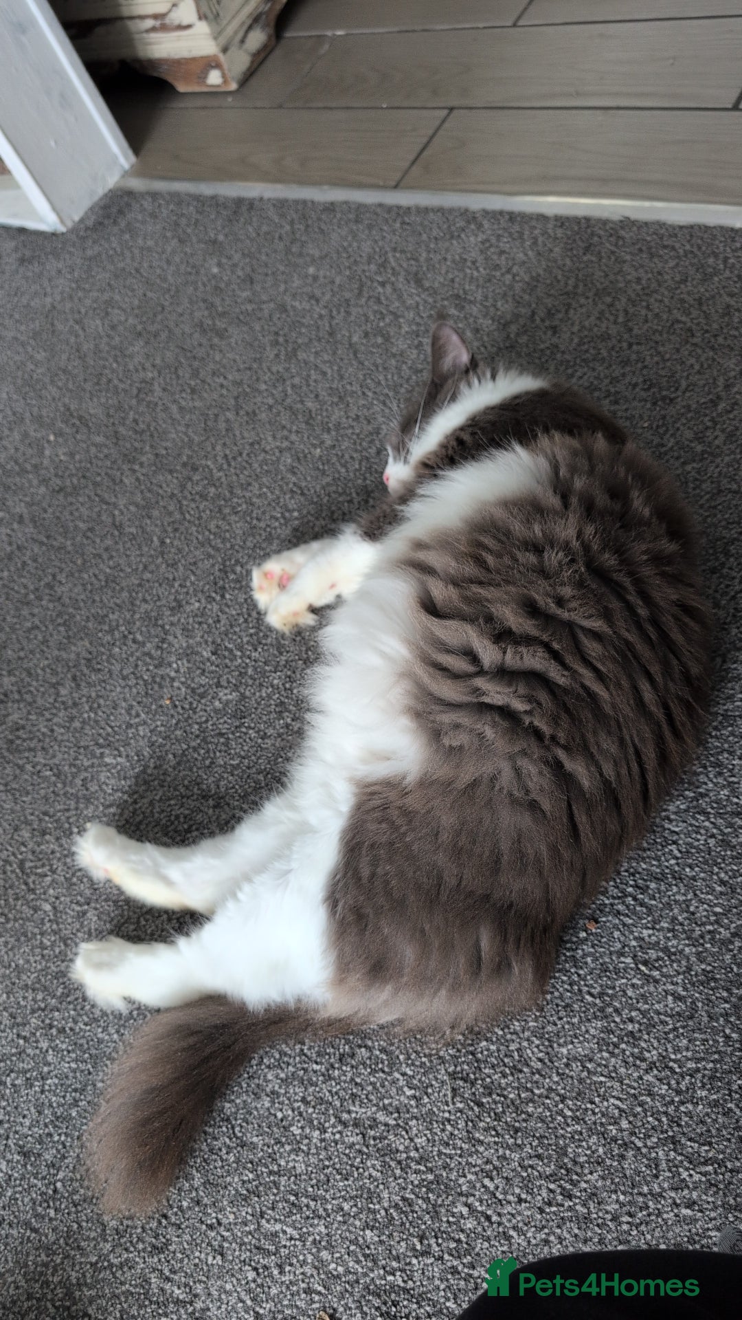 Maine Coon cats for sale: GCCF Maine Coon Cat for Sale – Loving Lap Cat - Image 4