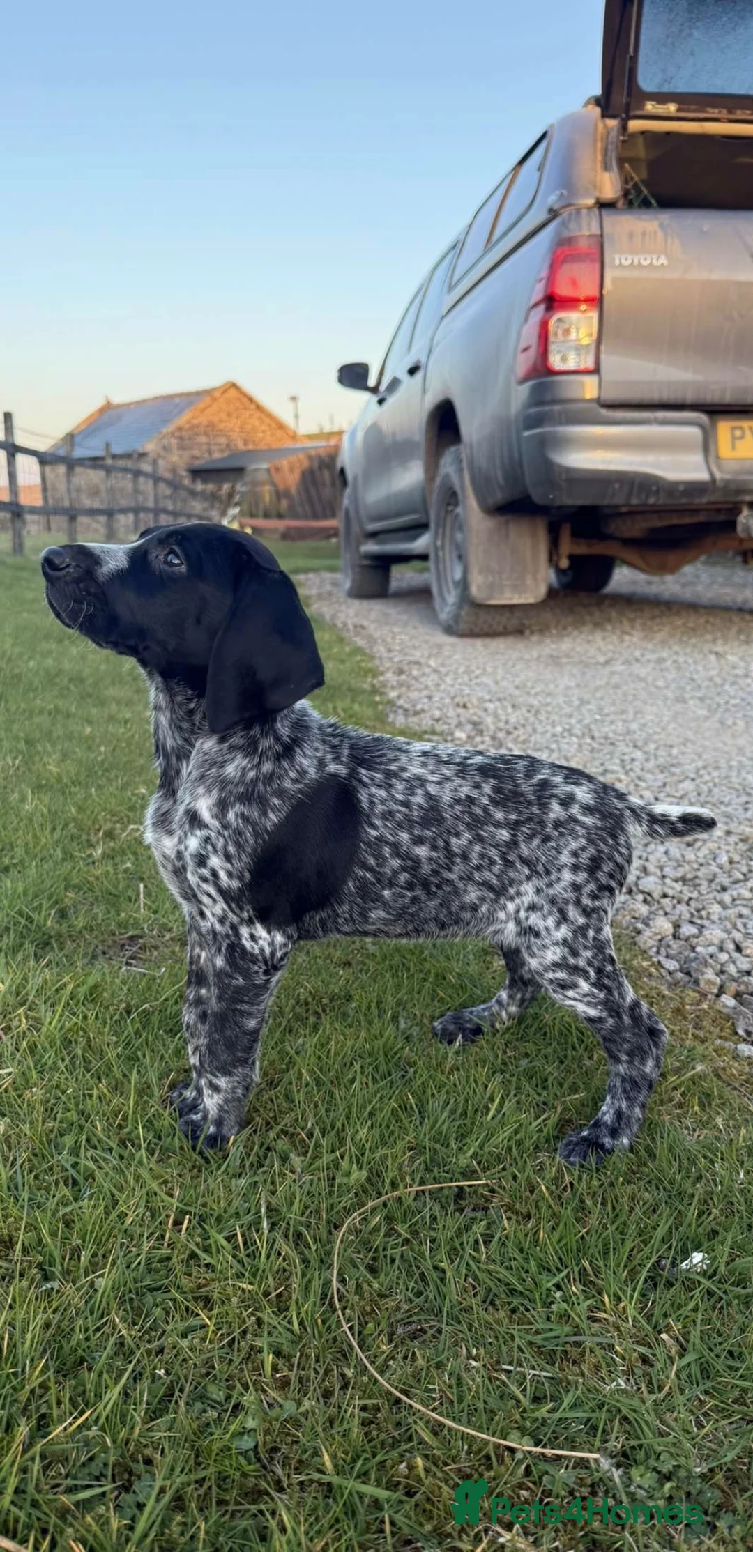 German Wirehaired Pointer dogs for sale: Last Bitch Pup Available  - Advert 2