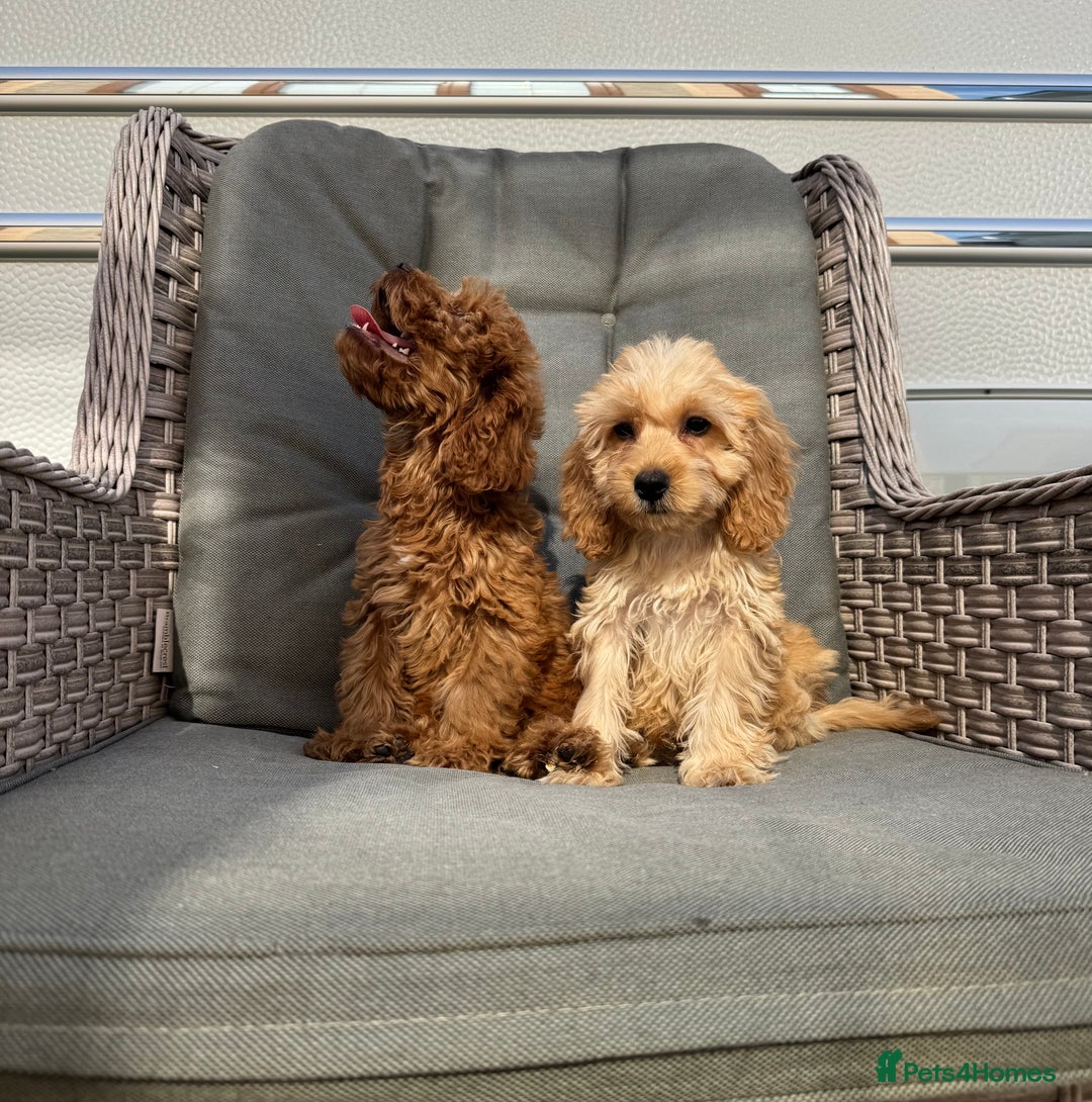Cockapoo dogs for sale: F1 pra clear Cockapoos (council licensed breeder) - Image 13