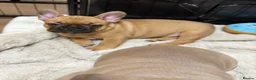 French Bulldog dogs for sale: French Bulldog Puppies - Advert 8