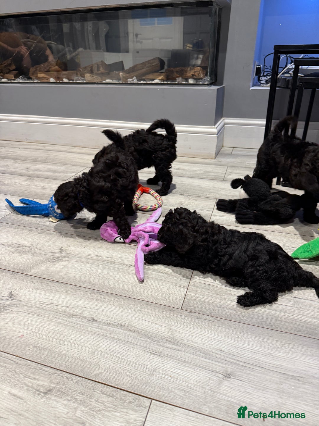 Labradoodle dogs for sale: F1bb labradoodle puppies black curly coat 🧬 clear - Image 6