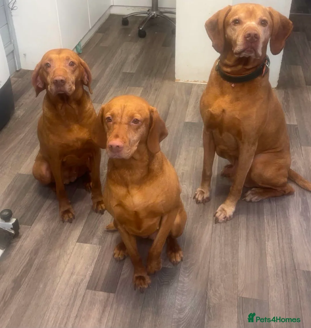 Hungarian Vizsla dogs for sale: Stunning Hungarian Vizsla puppies available  - Advert 2