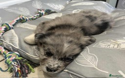 Golden Retriever dogs for sale: Beautiful Golden Retriever x Border Collies Pups - Image 7
