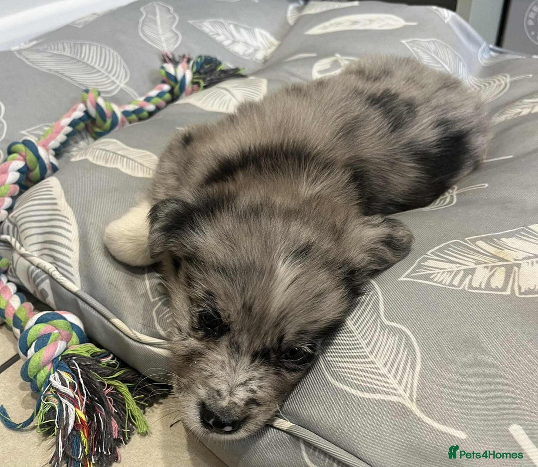 Golden Retriever dogs for sale: Beautiful Golden Retriever x Border Collies Pups - Image 7