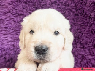 Golden Retriever dogs KC Reg Cream Boys from health tested parents. - Advert 1