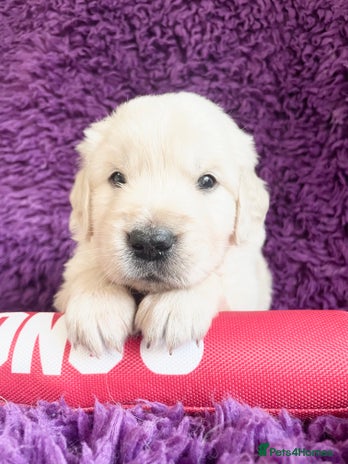 Golden Retriever dogs KC Reg Cream Boys from health tested parents. - Advert 12