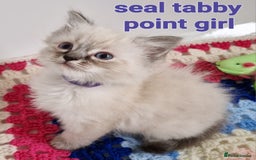 Ragdoll cats for stud: *STUD* GCCF & TICA REGISTERED ACTIVE BLUEPOINT BOY in Oldham - Image 18