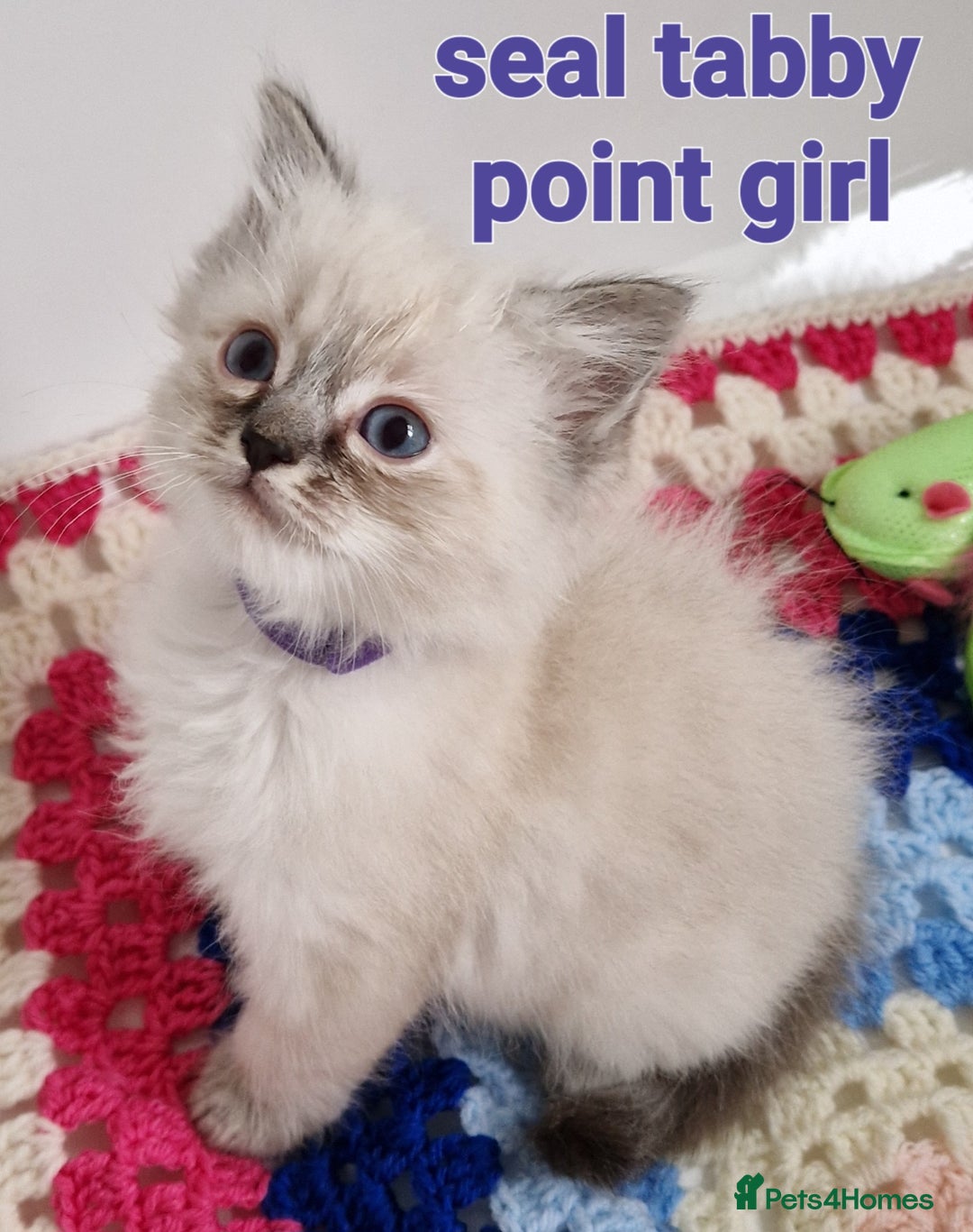 Ragdoll cats for stud: *STUD* GCCF & TICA REGISTERED ACTIVE BLUEPOINT BOY in Oldham - Image 18