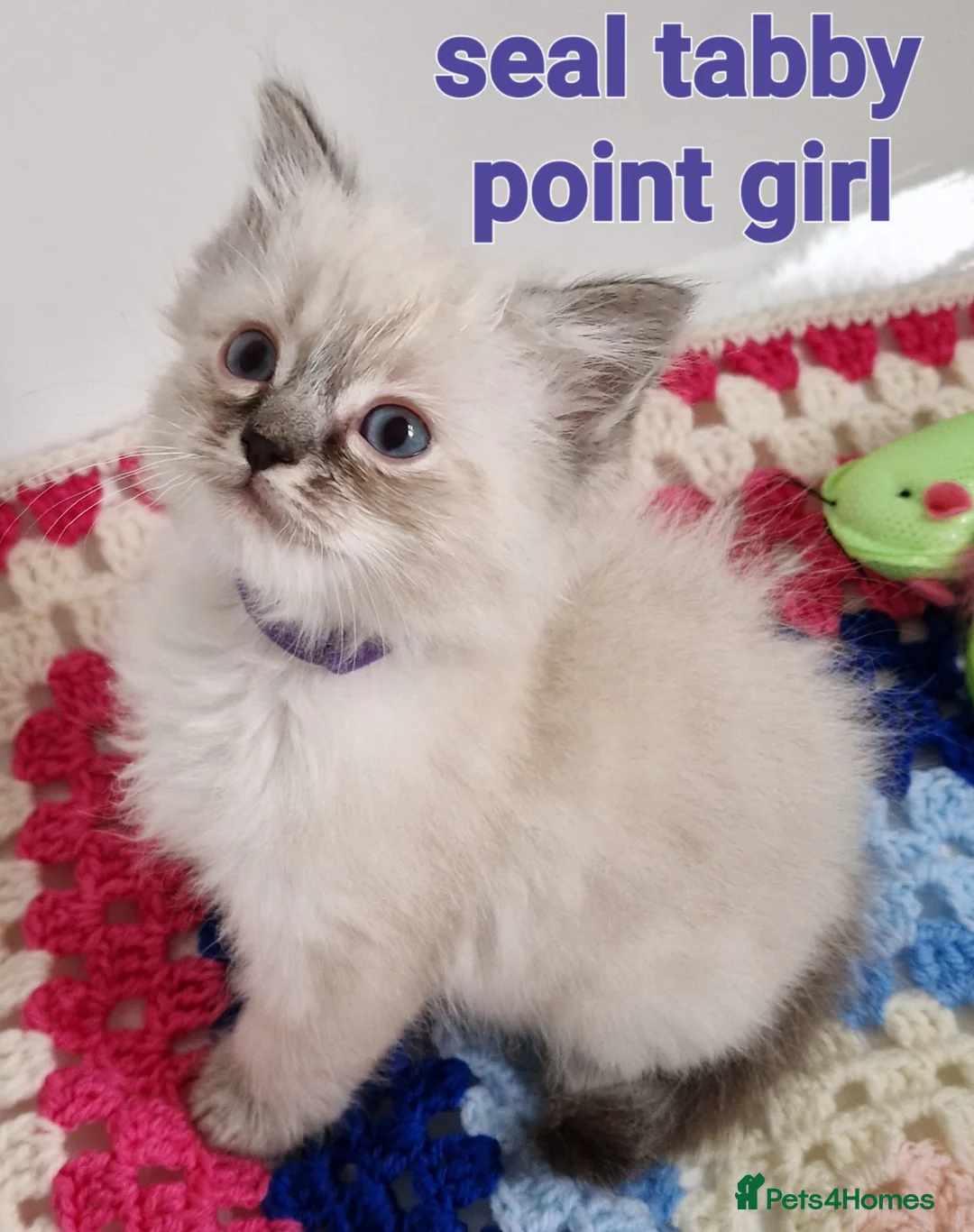 Ragdoll cats for stud: *STUD* GCCF & TICA REGISTERED ACTIVE BLUEPOINT BOY in Oldham - Advert 18