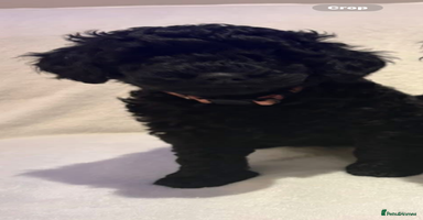 Cockapoo dogs - Advert 6