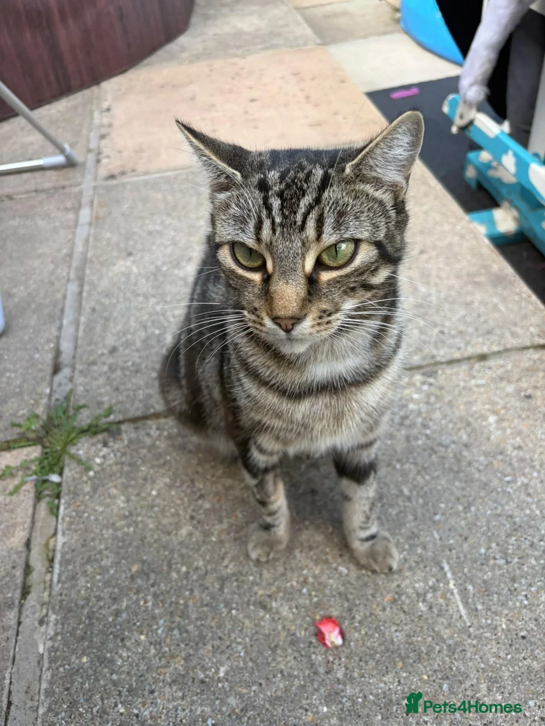 Mixed Breed cats for sale: 2 male 1 female  in Reading - Advert 3