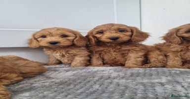 Cockapoo dogs - Advert 16