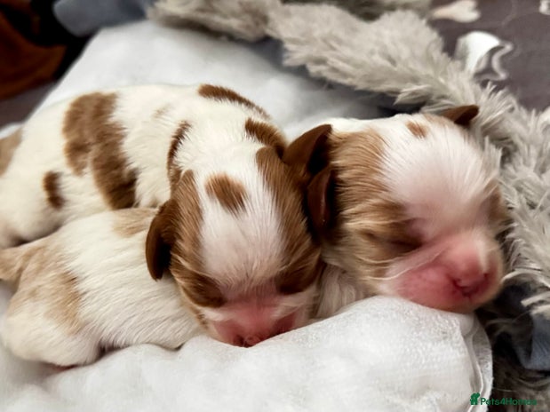 Cavalier King Charles Spaniel dogs 2 amazing girls Cavalier King Charles Spaniels - Advert 11