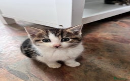 Bengal cats for sale: Bengal X kittens - Image 10