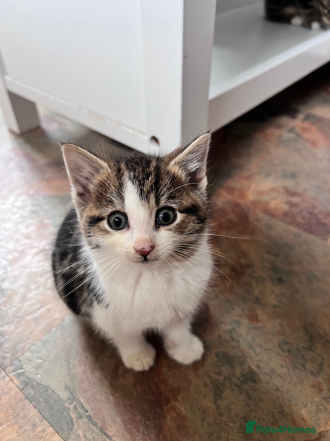 Bengal cats for sale: Bengal X kittens - Image 10