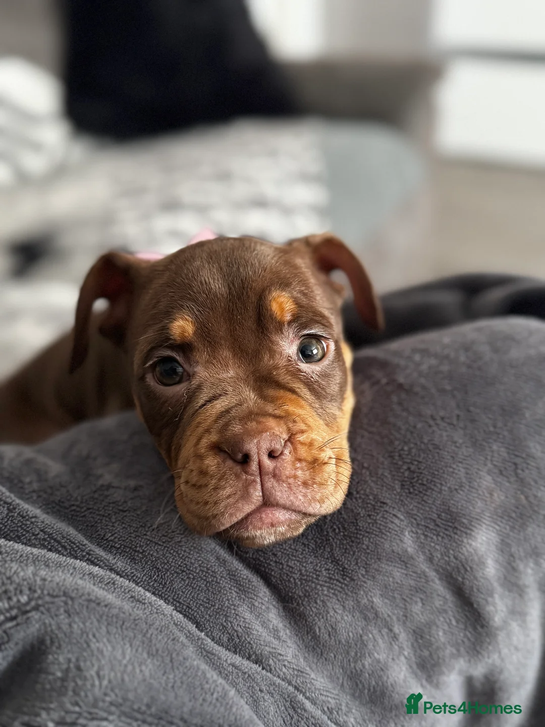 English Bulldog dogs for sale: Female English Bulldog  - Advert 7