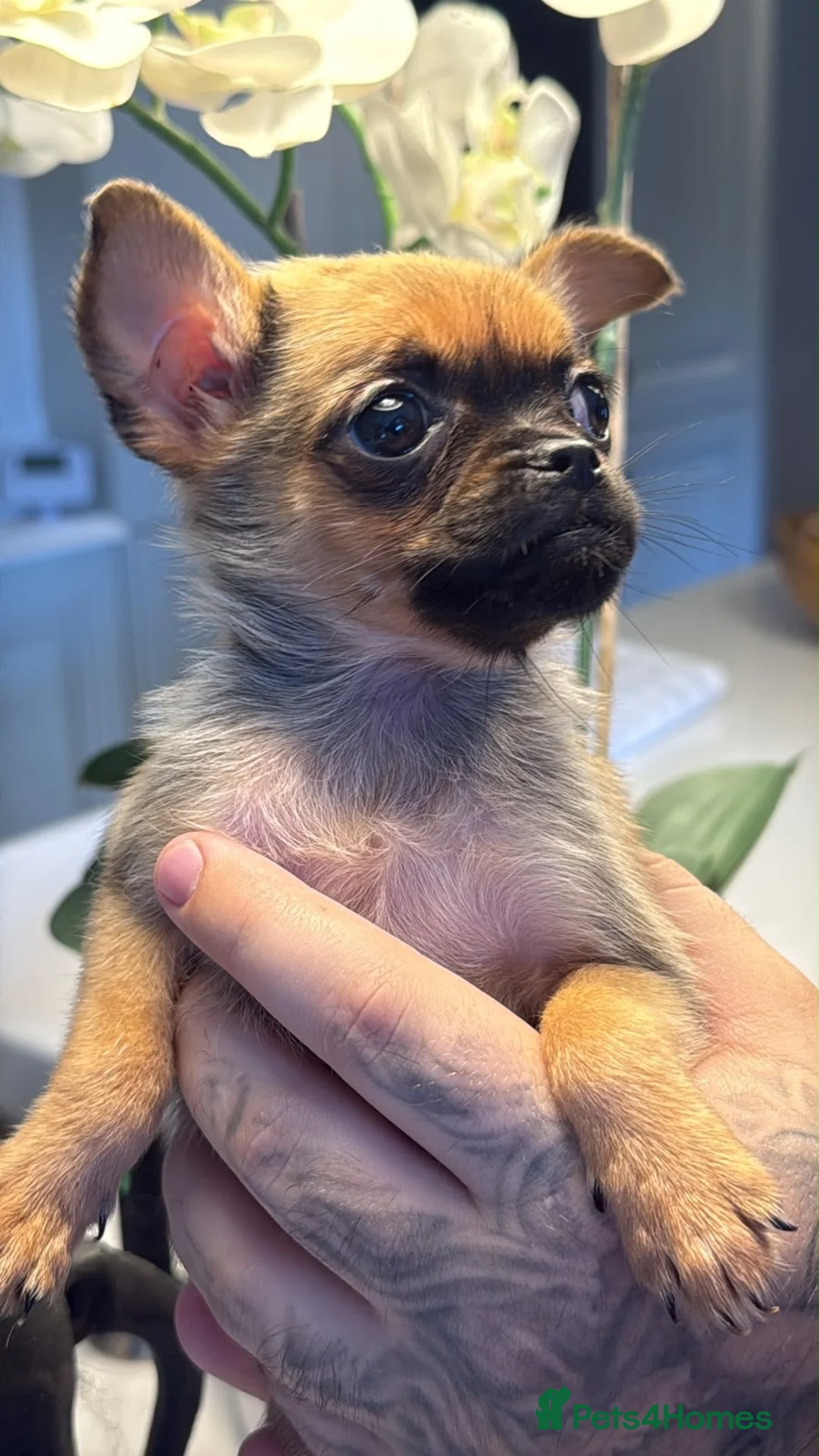 Mixed Breed dogs for sale: Pug x Pomeranian - Advert 2