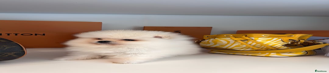 Pomeranian Puppy 1