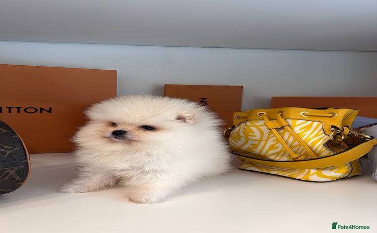 Pomeranian dogs - Advert 13