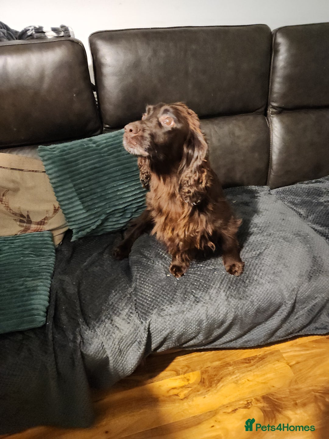 Sprocker dogs for sale: Sprocker pups - Advert 8